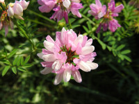 Securigera varia
