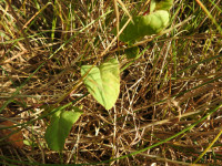 Convolvulus arvensis