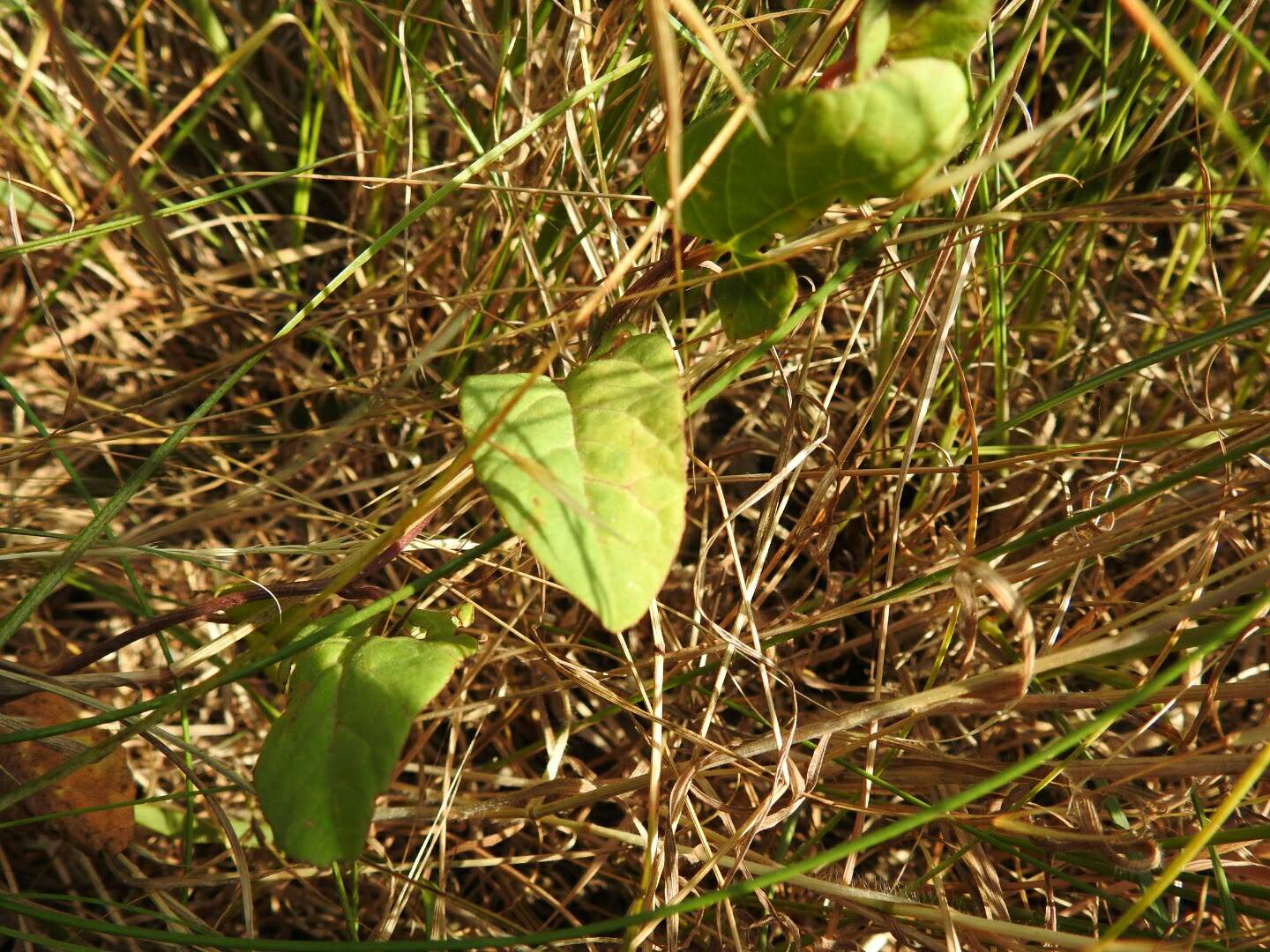 Convolvulus arvensis