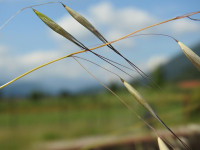 Avena sativa