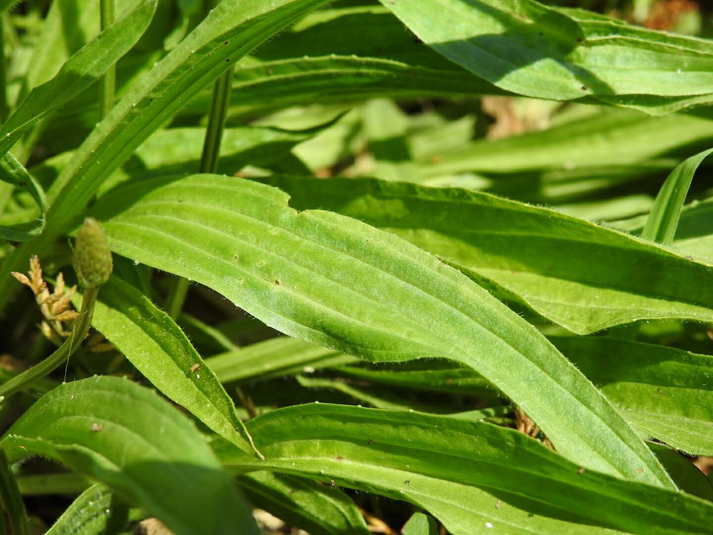Plantago lanceolata