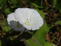 Convolvulus arvensis
