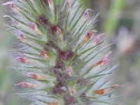 Trifolium angustifolium