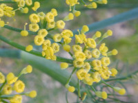 Anethum foeniculum