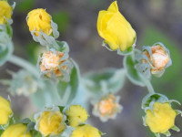 Blackstonia perfoliata