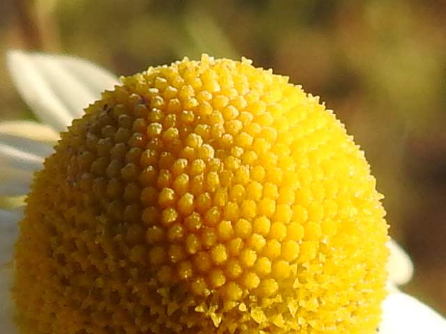 Matricaria chamomilla