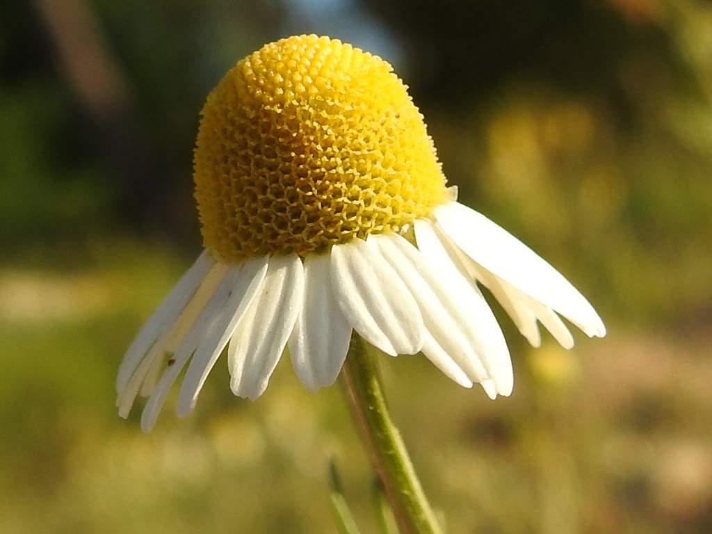 Matricaria chamomilla