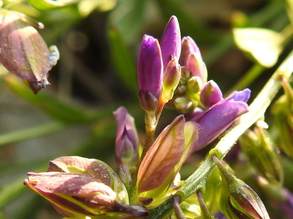 Polygala vulgaris