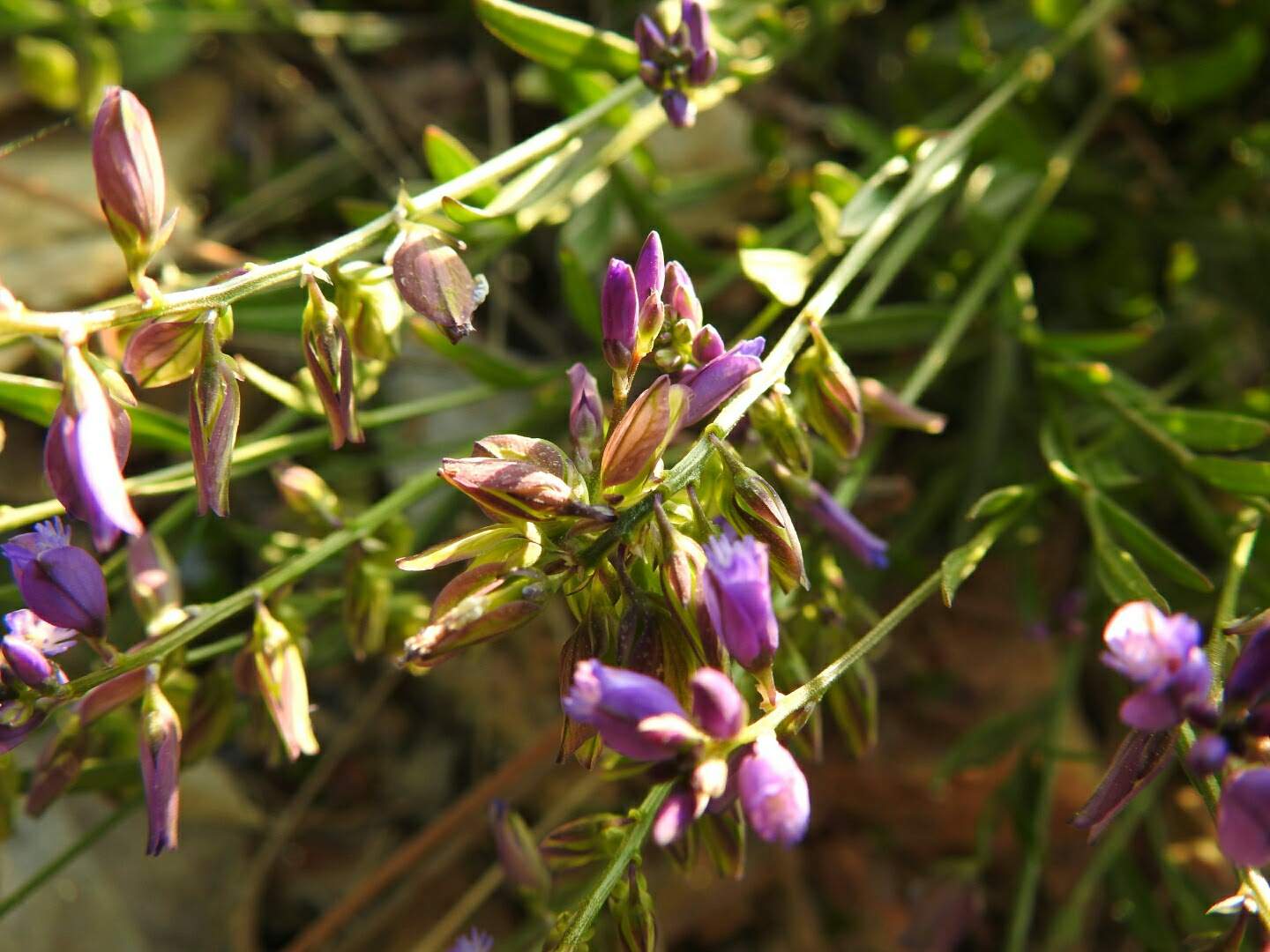 Polygala vulgaris