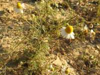 Matricaria chamomilla