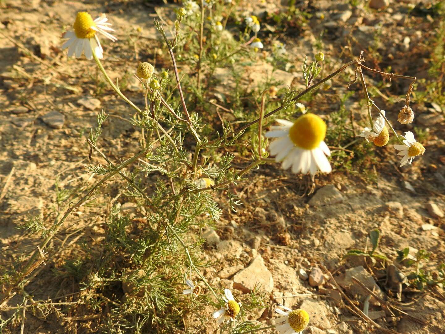 Matricaria chamomilla