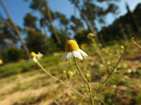 Matricaria chamomilla