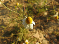 Matricaria chamomilla
