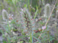 Trifolium angustifolium