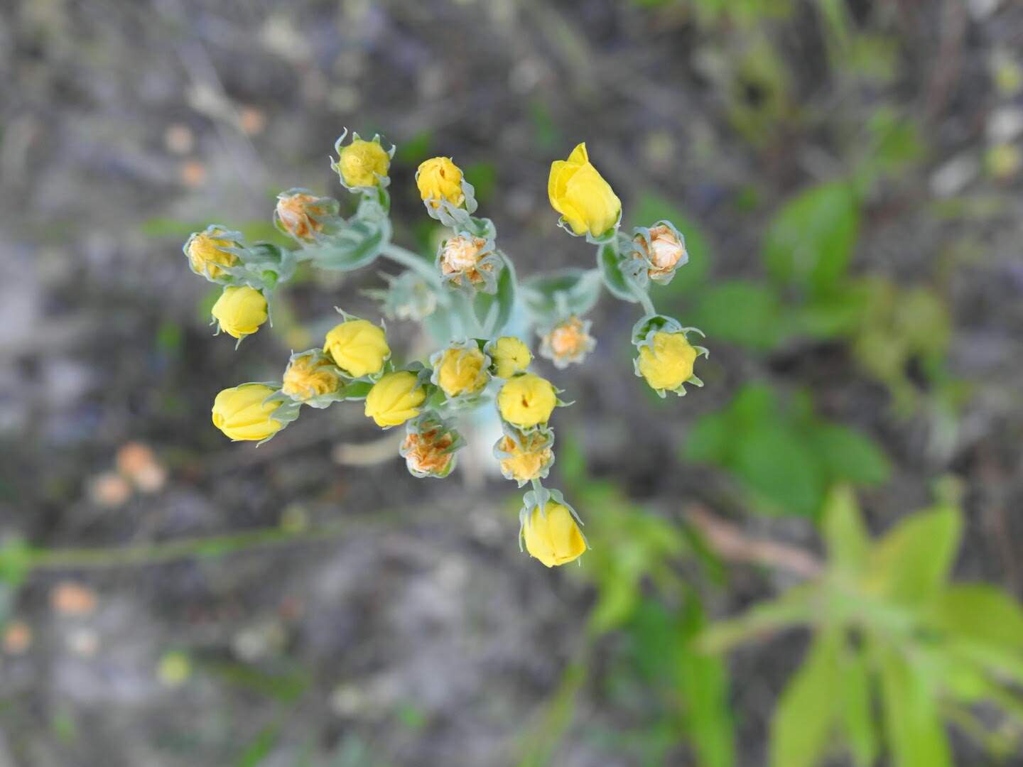 Blackstonia perfoliata