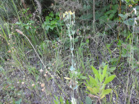 Blackstonia perfoliata
