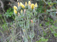 Blackstonia perfoliata