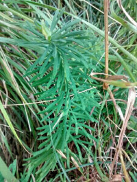 Euphorbia cyparissias