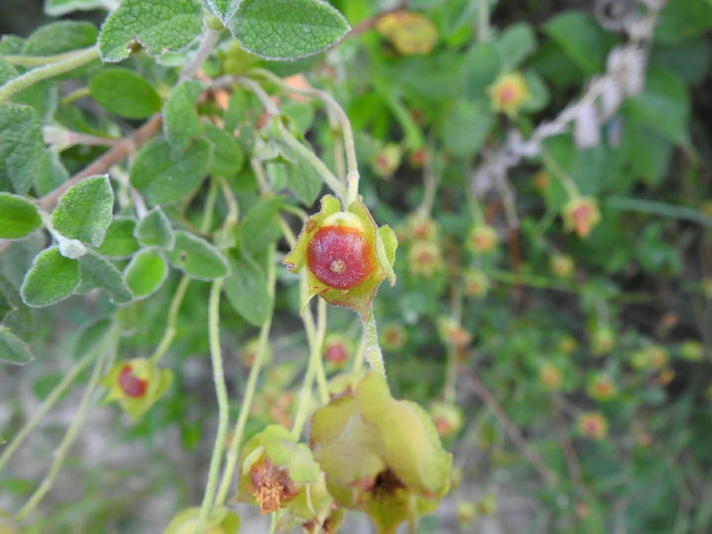 Cistus salviifolius