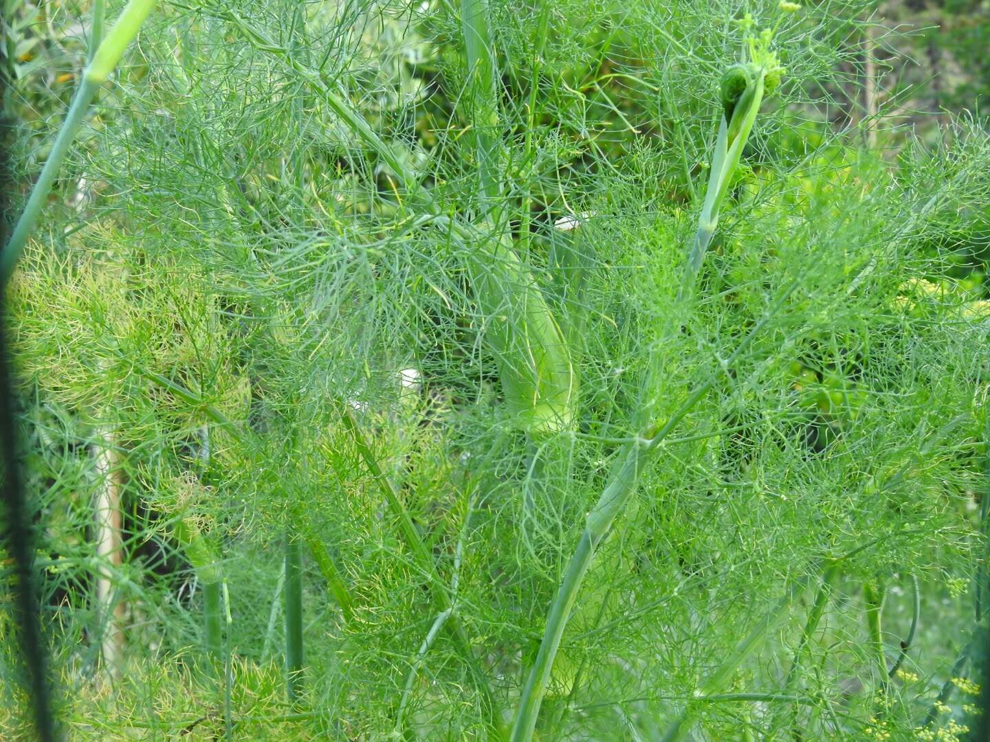 Anethum foeniculum