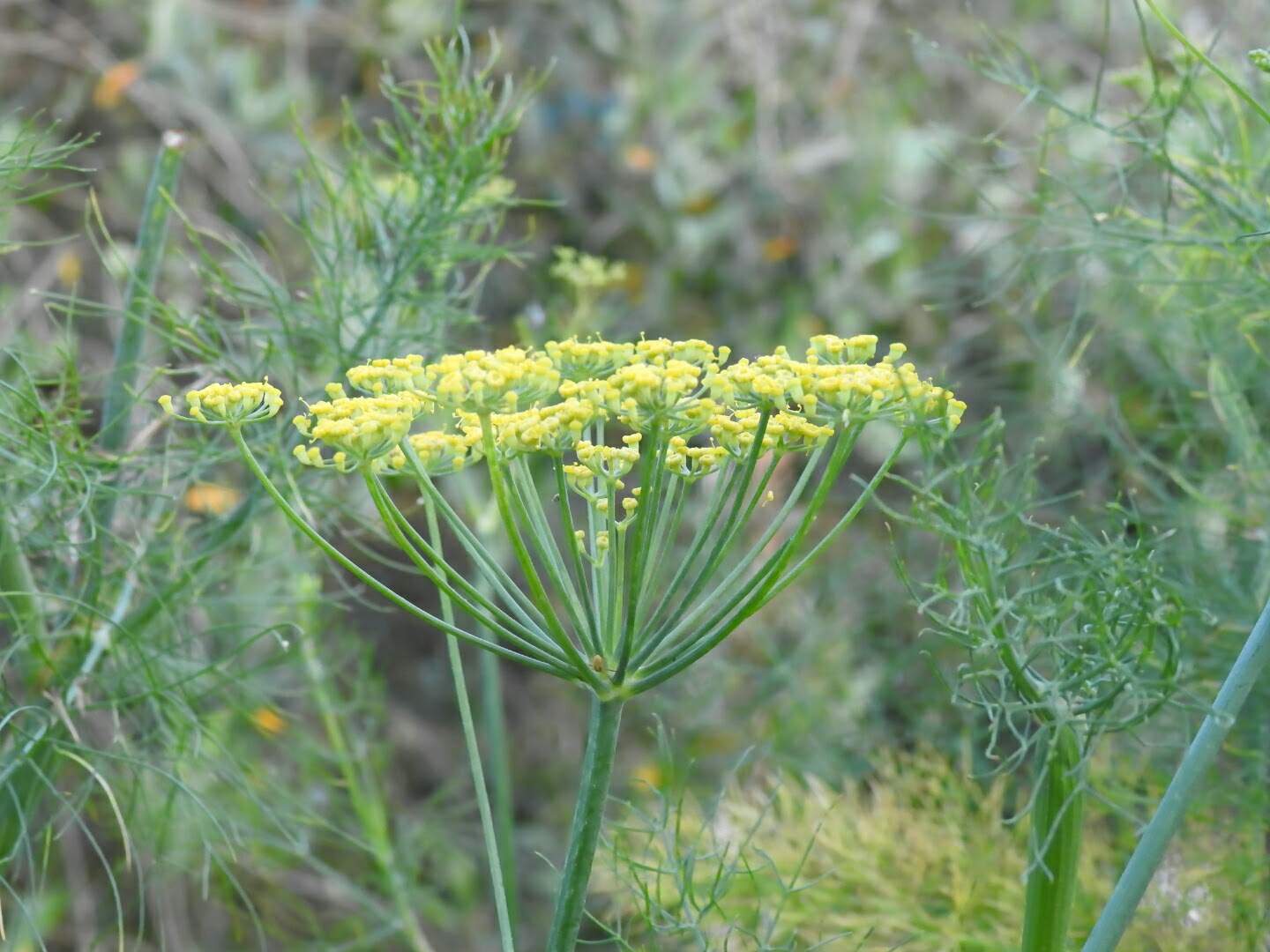 Anethum foeniculum