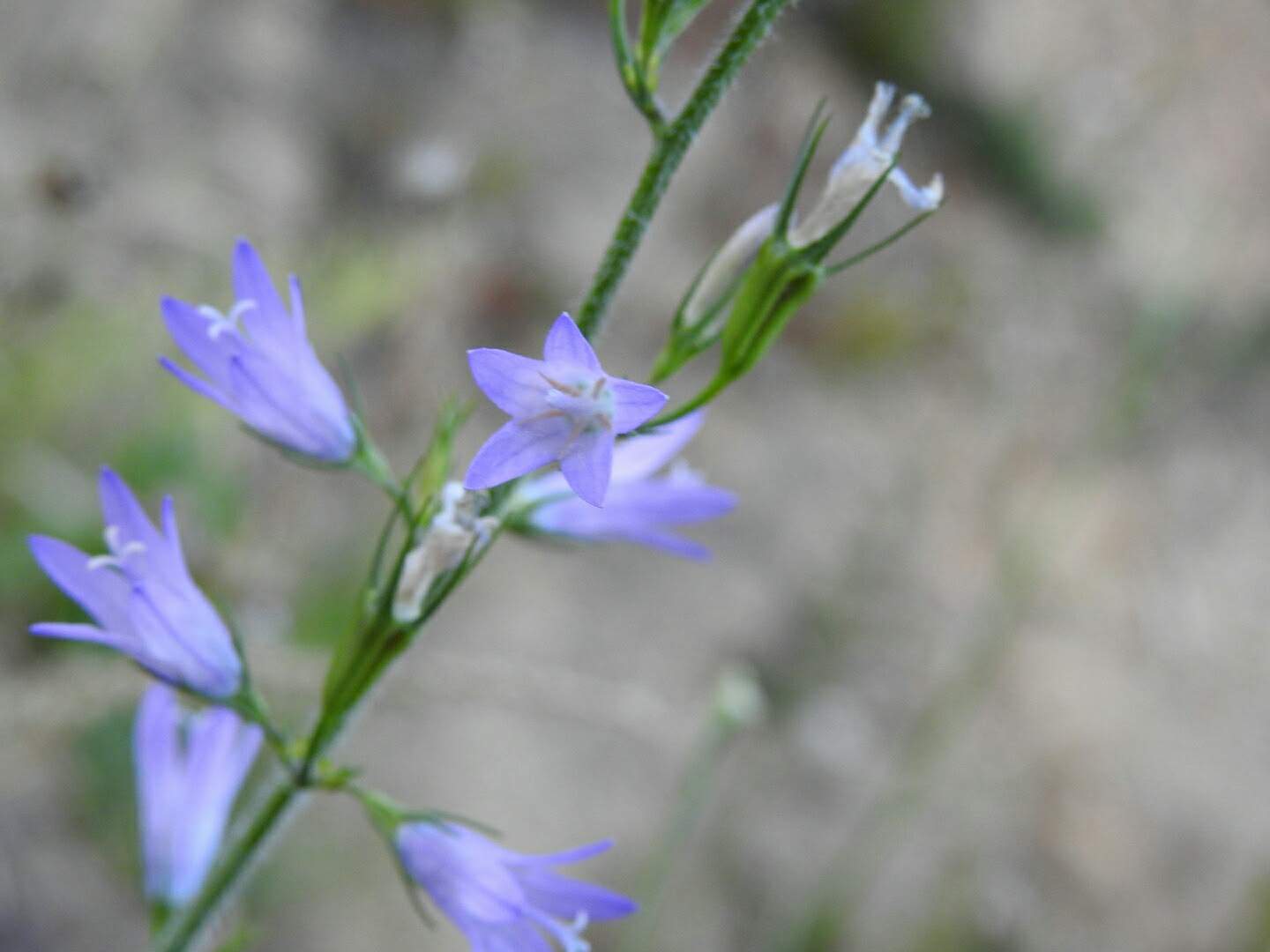 Campanula rapunculus