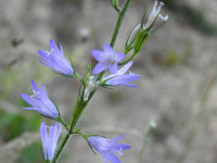 Campanula rapunculus