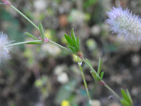 Trifolium angustifolium