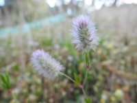 Trifolium angustifolium