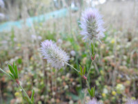 Trifolium angustifolium
