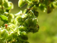 Rumex crispus