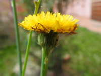 Hypochaeris radicata