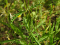 Verbena officinalis