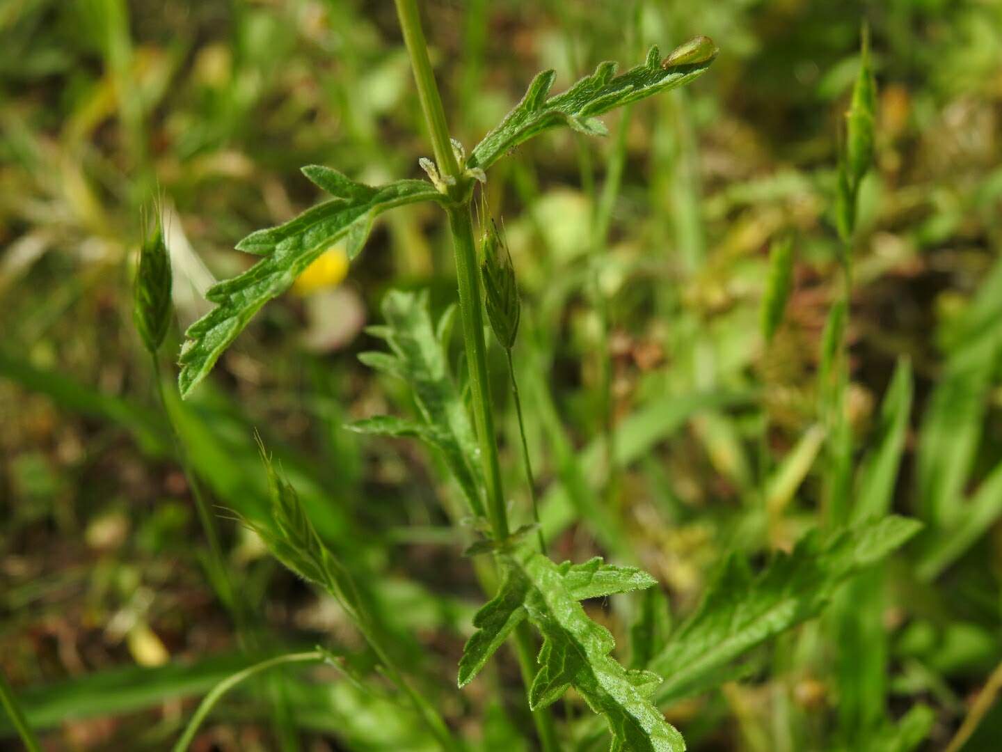 Verbena officinalis