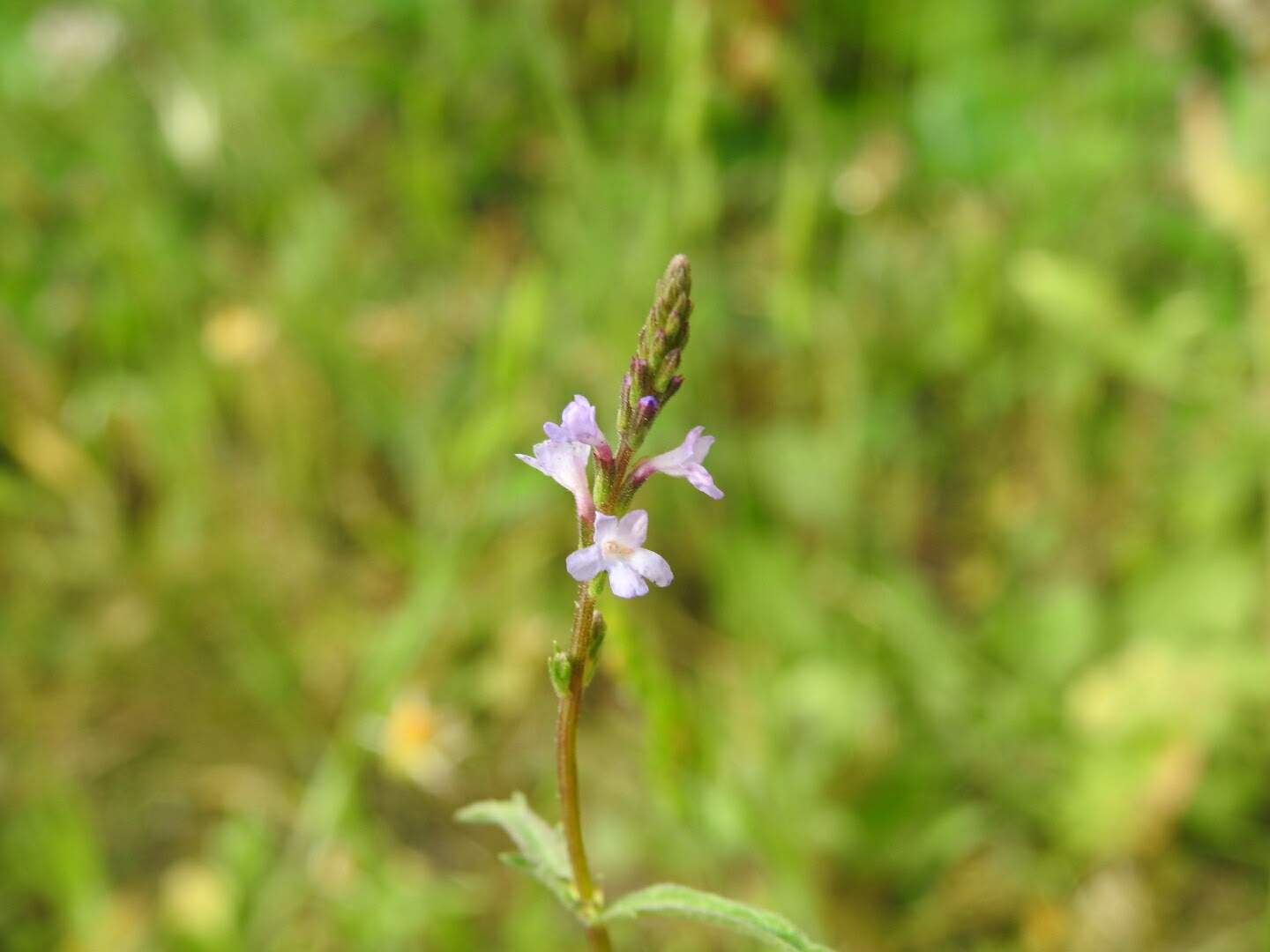 Verbena officinalis