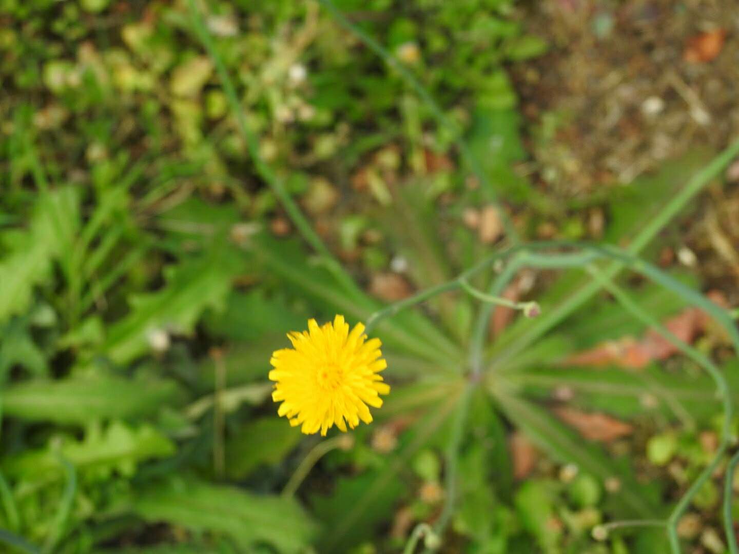 Hypochaeris radicata