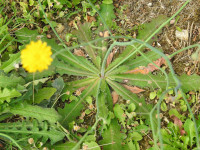 Hypochaeris radicata
