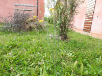 Hypochaeris radicata