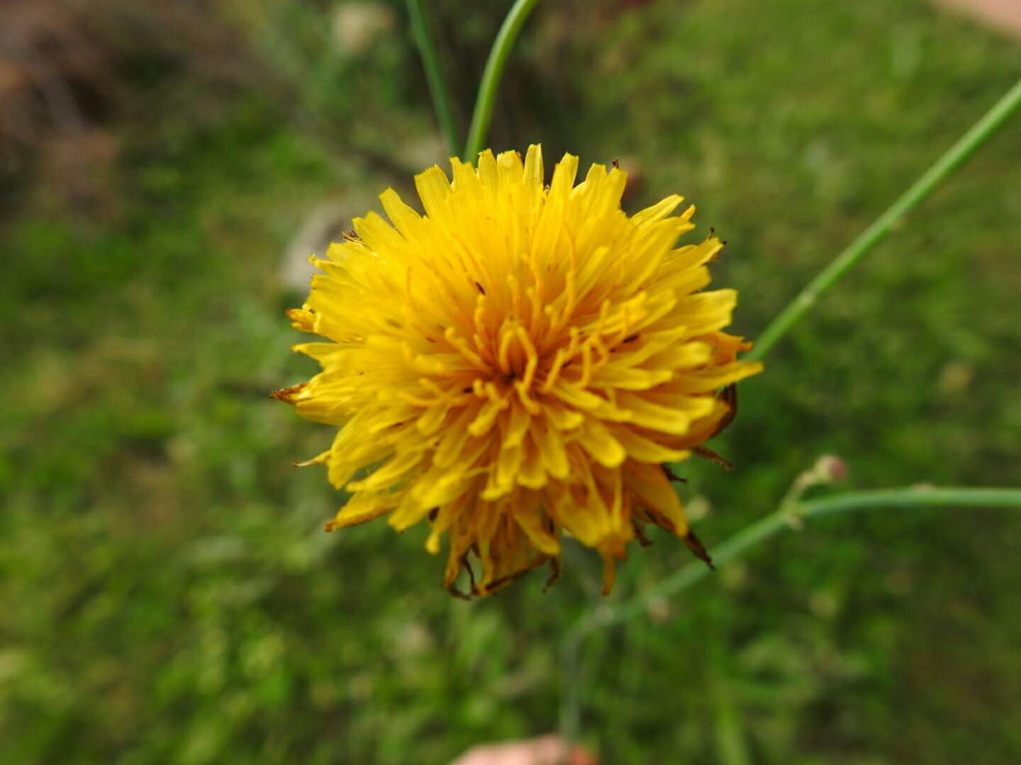 Hypochaeris radicata