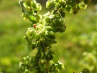 Rumex crispus