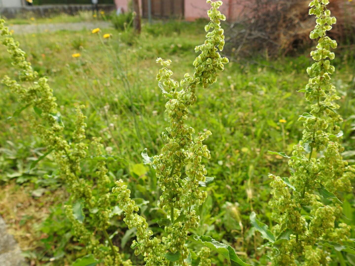 Rumex crispus