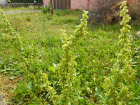 Rumex crispus