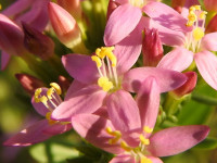 Centaurium erythraea