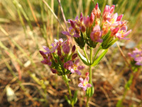 Centaurium erythraea