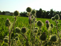 Cirsium vulgare