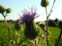 Cirsium vulgare