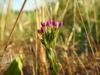 Centaurium erythraea