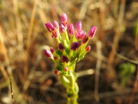 Centaurium erythraea