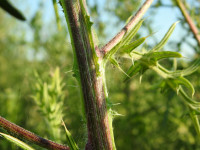 Cirsium vulgare