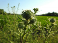 Cirsium vulgare